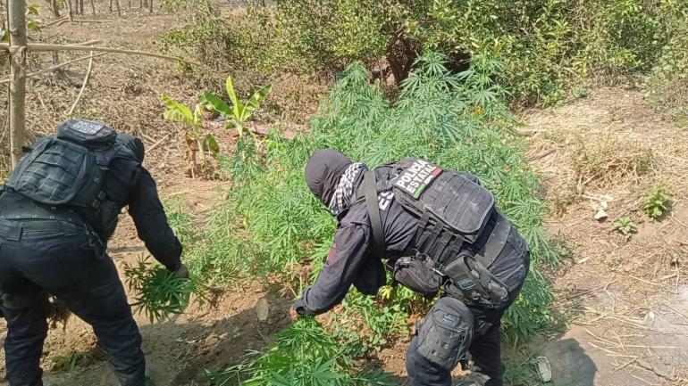 La Policía Estatal aseguró en la zona un total de 200 plantas -de distintos tamaños- con características similares a la marihuana